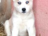 Husky Bebeklerimiz İçin İletişime Geçiniz