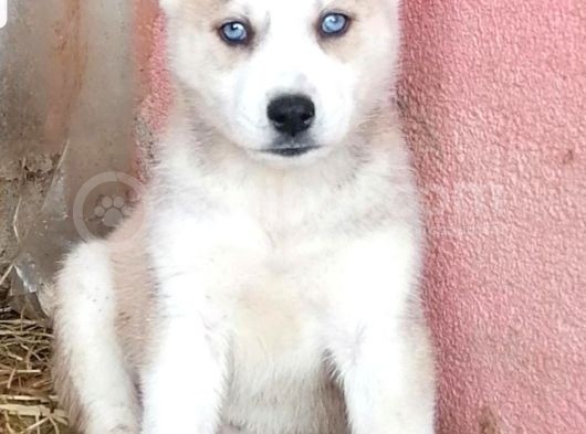 Husky Bebeklerimiz İçin İletişime Geçiniz görsel