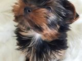 Irk Ve Sağlık Yorkshire Terrier Erkek Yavrumuz
