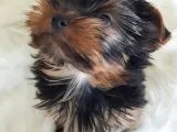 Irk Ve Sağlık Yorkshire Terrier Erkek Yavrumuz