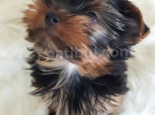 Irk Ve Sağlık Yorkshire Terrier Erkek Yavrumuz görsel
