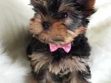 Irk Ve Sağlık Garantili Yorkshire Terrier