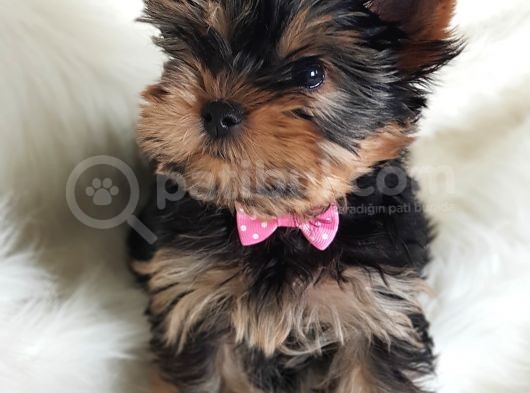 Irk Ve Sağlık Garantili Yorkshire Terrier görsel