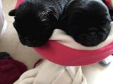 Pug Mops Sıfır Burun Gül Kuyruk Yavrularımız Rezerve Açıktır