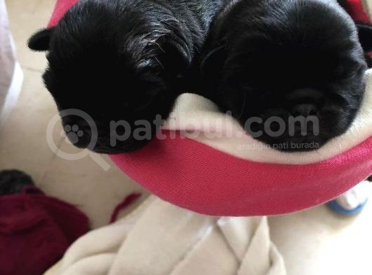 Pug Mops Sıfır Burun Gül Kuyruk Yavrularımız Rezerve Açıktır görsel