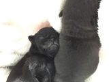 Pug Mops Sıfır Burun Gül Kuyruk Yavrularımız Rezerve Açıktır