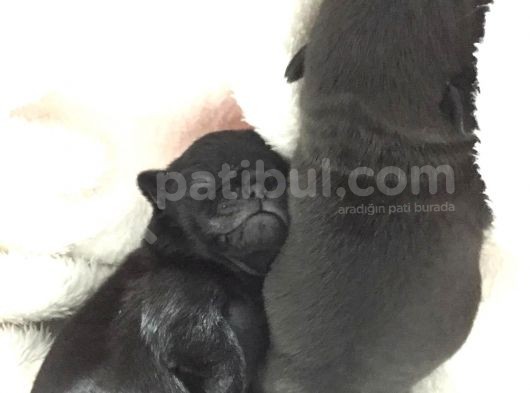 Pug Mops Sıfır Burun Gül Kuyruk Yavrularımız Rezerve Açıktır görsel