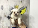 Muhteşem Morkie Yavruları