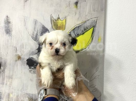 Muhteşem Morkie Yavruları görsel