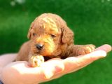 Anne Altından Red Toy Poodle