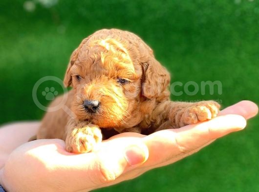 Anne Altından Red Toy Poodle görsel
