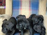 Muhteşem Renk Cane Corso Yavruları