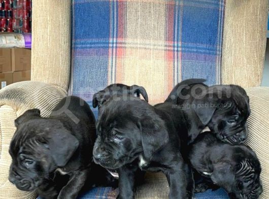 Muhteşem Renk Cane Corso Yavruları görsel