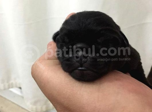 Pug Mops Sıfır Burun Gül Kuyruk Yavrularımız Rezerve Açıktır görsel