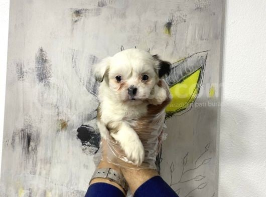 Muhteşem Morkie Yavruları görsel