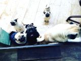 Pug Mops Sıfır Burun Gül Kuyruk Yavrularımız Rezerve Açıktır