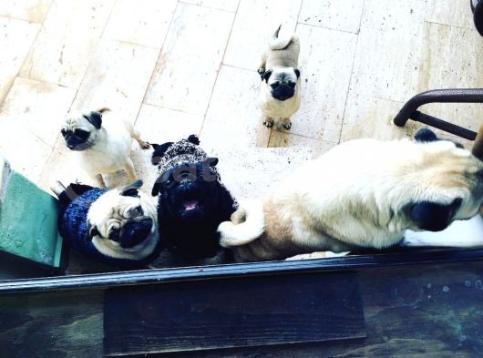 Pug Mops Sıfır Burun Gül Kuyruk Yavrularımız Rezerve Açıktır görsel