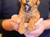 Anne Altından Red Toy Poodle