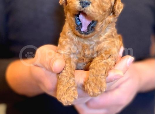 Anne Altından Red Toy Poodle görsel