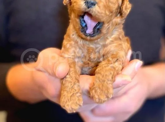 Anne Altından Red Toy Poodle