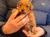 Anne Altından Red Toy Poodle