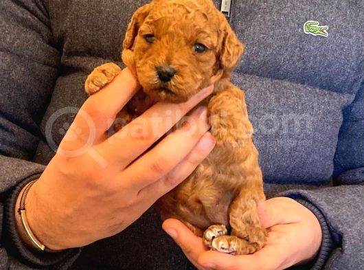 Anne Altından Red Toy Poodle görsel