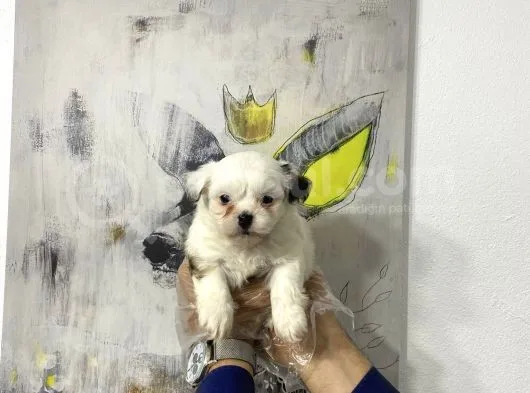 Muhteşem Morkie Yavruları
