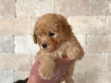 Anne Altından Erkek Toy Poodle