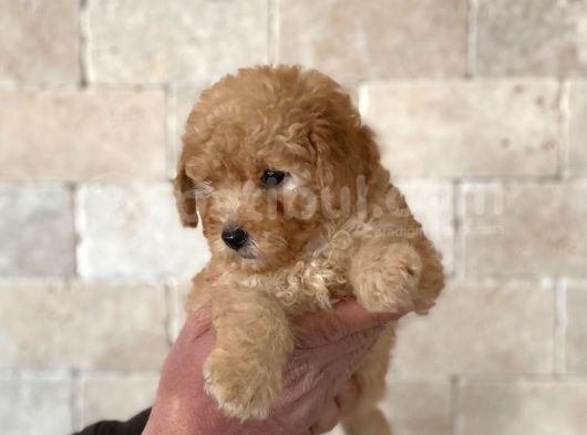 Anne Altından Erkek Toy Poodle görsel