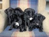 Muhteşem Renk Cane Corso Yavruları