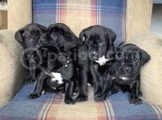 Muhteşem Renk Cane Corso Yavruları görsel