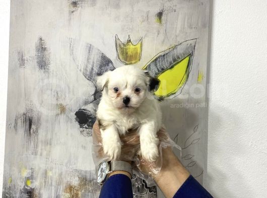 Muhteşem Morkie Yavruları görsel