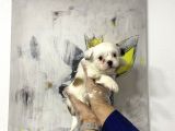 Muhteşem Morkie Yavruları