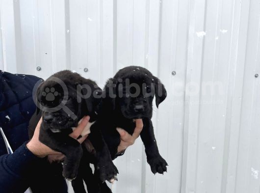 Muhteşem Renk Cane Corso Yavruları görsel