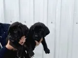 Muhteşem Renk Cane Corso Yavruları
