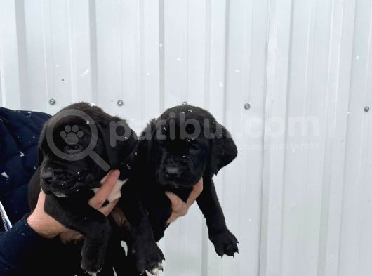 Muhteşem Renk Cane Corso Yavruları görsel