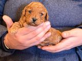 Anne Altından Red Toy Poodle