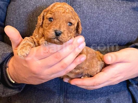 Anne Altından Red Toy Poodle görsel