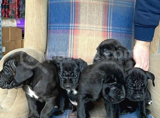Muhteşem Renk Cane Corso Yavruları görsel