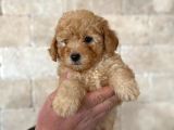 Anne Altından Erkek Toy Poodle