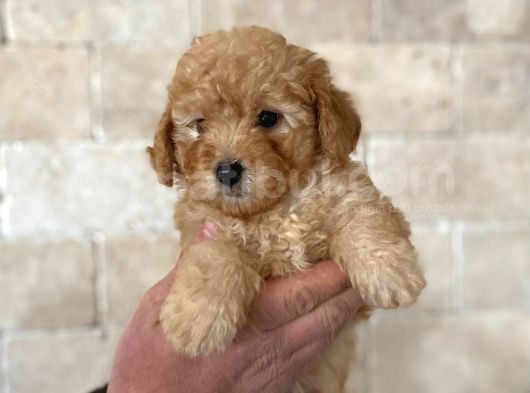 Anne Altından Erkek Toy Poodle görsel