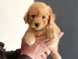 Anne Altından Erkek Toy Poodle