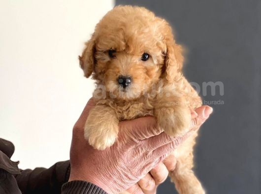 Anne Altından Erkek Toy Poodle görsel