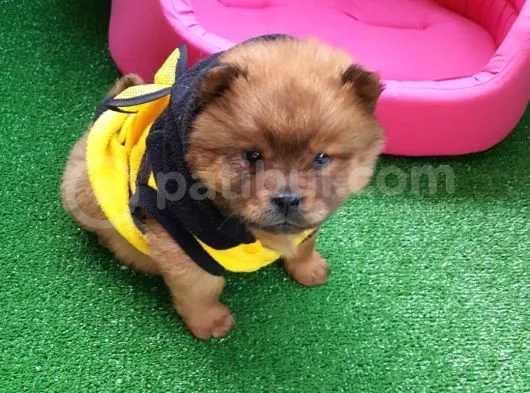 Kahverengi Chow Chow Yavruları