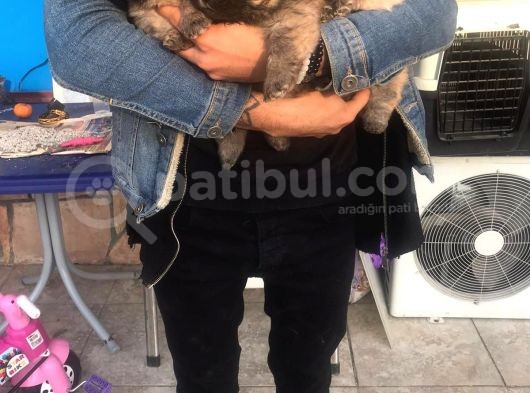 Kahverengi Chow Chow Yavruları görsel