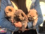Kahverengi Chow Chow Yavruları