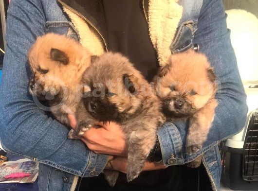 Kahverengi Chow Chow Yavruları görsel