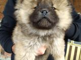 Kahverengi Chow Chow Yavruları