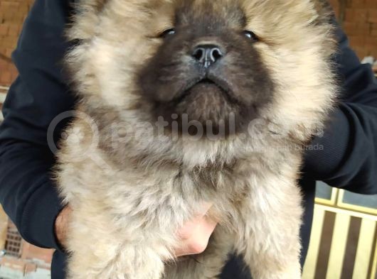 Kahverengi Chow Chow Yavruları görsel