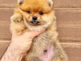 Orange Pomeranian Boo Yavrumuz